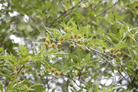 Fagus sylvatica 'Aspleniifolia' - 200-250 CM C50