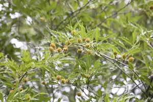 Fagus sylvatica 'Aspleniifolia'