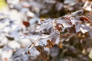 Fagus sylvatica 'Atropunicea' - 80-100 CM C5 - image 4