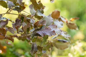 Fagus sylvatica 'Atropunicea'