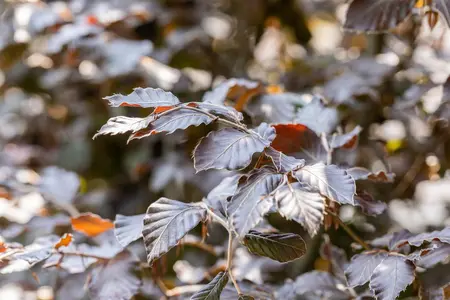 Fagus sylvatica 'Atropunicea' - 30-40 CM C2.5 - image 2