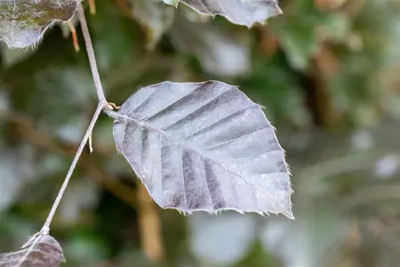 Fagus sylvatica 'Atropunicea' - 30-40 CM C2.5 - image 3