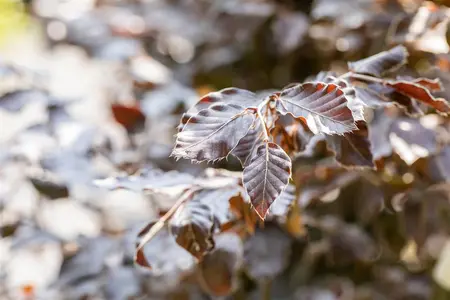 Fagus sylvatica 'Atropunicea' - 30-40 CM C2.5 - image 4