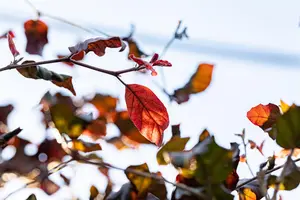 Fagus sylvatica 'Atropunicea' - STOCK FOR CRAFTING P9 - image 5