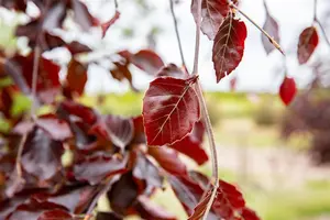 Fagus sylvatica 'Black Swan'