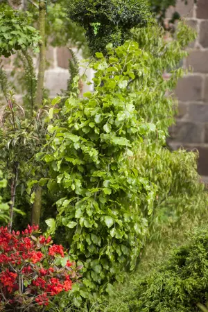 Fagus sylvatica 'Dawyck' - HO 4-6 CM CONT FTH.  - image 1