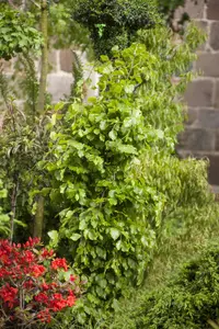 Fagus sylvatica 'Dawyck' - 100-125 CM RB WHIP - image 1