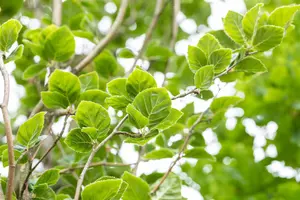 Fagus sylvatica 'Dawyck' - 1.5 Ltr pot - image 2