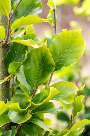 Fagus sylvatica 'Dawyck Gold' - Liners bare root - image 4