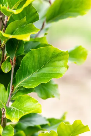 Fagus sylvatica 'Dawyck Gold' - P9 - image 2