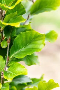 Fagus sylvatica 'Dawyck Gold' - P9 - image 2