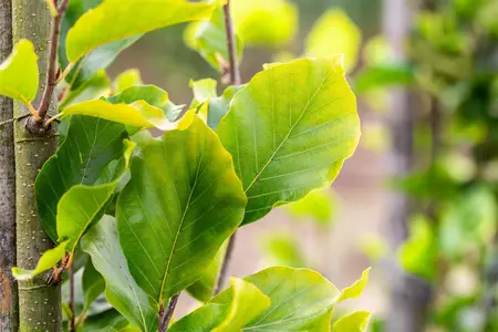Fagus sylvatica 'Dawyck Gold' - Liners bare root - image 5
