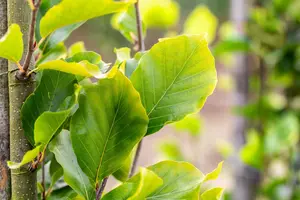 Fagus sylvatica 'Dawyck Gold' - P9 - image 5