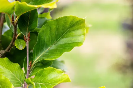 Fagus sylvatica 'Dawyck Gold' - 200-250 CM RB WHIP - image 2