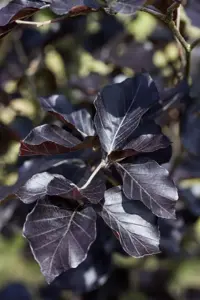 Fagus sylvatica 'Dawyck Purple' - STD 6-8 CM FEATHERED BR - image 1