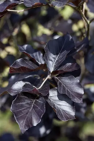 Fagus sylvatica 'Dawyck Purple' - STD 10-12 FEATHERED RB - image 1