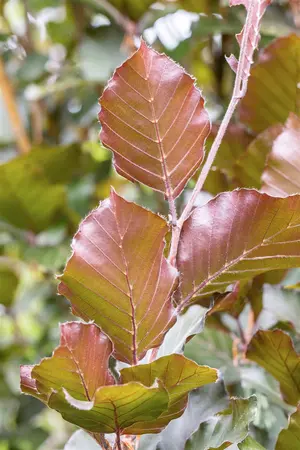 Fagus sylvatica 'Dawyck Purple' - 200-250 CM C20 - image 3