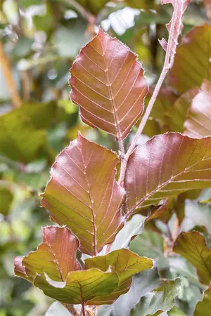 Fagus sylvatica 'Dawyck Purple' - 175-200 CM FTH. WHIP C20 - image 3