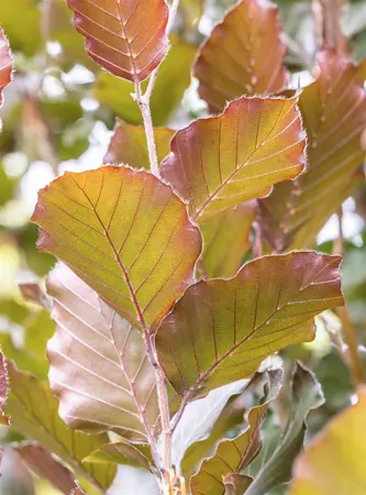 Fagus sylvatica 'Dawyck Purple' - 30-40 CM C2 WHIP - image 1