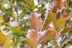 Fagus sylvatica 'Dawyck Purple' - 175-200 CM FTH WHIP C15 - image 4