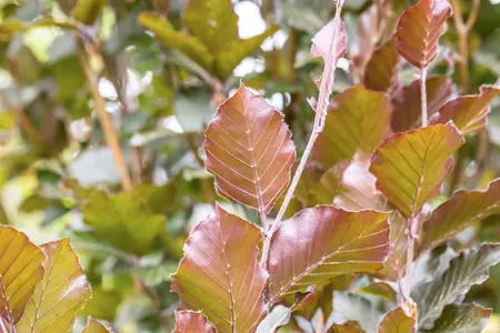 Fagus sylvatica 'Dawyck Purple' - 80-100 CM FTH WHIP RB - image 3