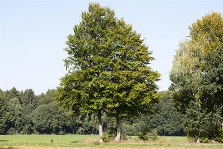 Fagus sylvatica 'Icefire' - 100-125 CM C10 - image 5