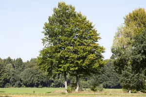 Fagus sylvatica 'Icefire' - 100-125 CM C10 - image 5