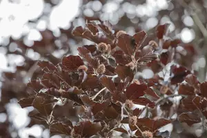Fagus sylvatica 'Latifolia'