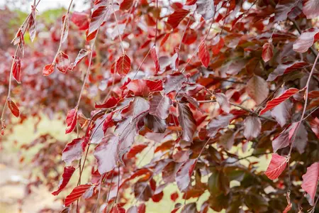 Fagus sylvatica 'Latifolia' - 125-150 CM RB - image 3