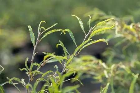 Fagus sylvatica 'Mercedes' - 60 CM STEM C15 - image 2