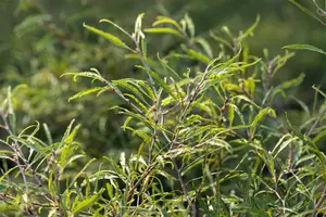 Fagus sylvatica 'Mercedes' - 60 CM STEM C30 - image 1