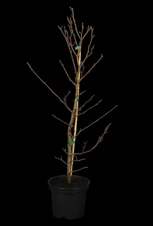 Fagus sylvatica 'Midnight Feather' - 100-125 CM FTH WHIP RB - image 1