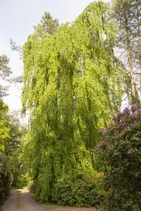 Fagus sylvatica 'Pendula'