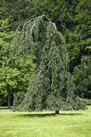 Fagus sylvatica 'Pendula' - 200-225 CM C12 - image 3