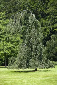 Fagus sylvatica 'Pendula' - 200-225 CM C12 - image 3