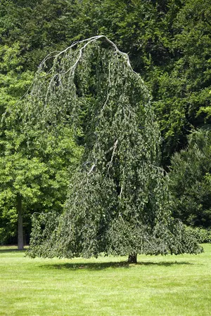 Fagus sylvatica 'Pendula' - 200-225 CM C10 - image 2