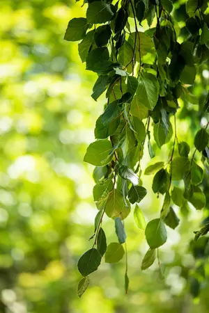 Fagus sylvatica 'Pendula' - 200-225 CM C10 - image 5