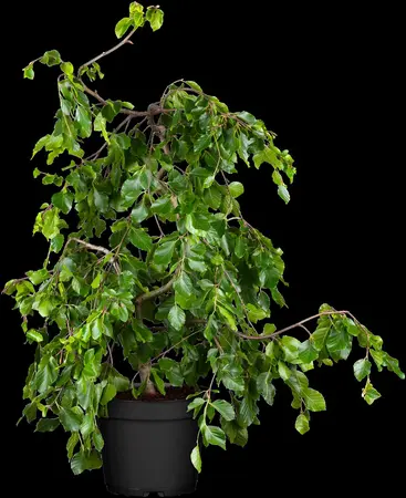 Fagus sylvatica 'Pendula' - 175-200 CM C30 - image 2