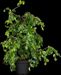 Fagus sylvatica 'Pendula' - 200-225 CM C12 - image 2