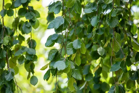 Fagus sylvatica 'Pendula' - 200-225 CM C12 - image 4