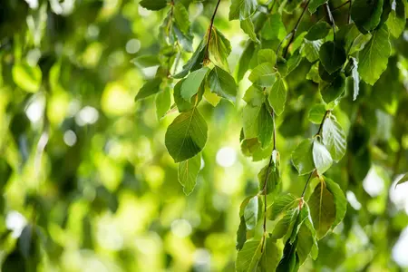 Fagus sylvatica 'Pendula' - 150-175 CM C50 - image 5