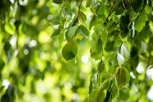 Fagus sylvatica 'Pendula' - 250-300 CM C15 - image 4