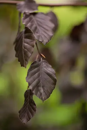 Fagus sylvatica 'Purple Fountain' - 200-250 CM FTH WHIP C25 - image 2