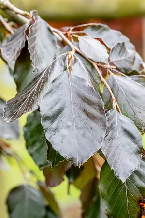 Fagus sylvatica 'Purple Fountain' - 200-250 CM FTH WHIP C25 - image 5