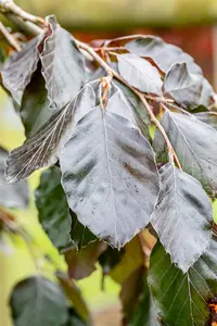 Fagus sylvatica 'Purple Fountain' - 200-250 CM FTH WHIP C25 - image 5