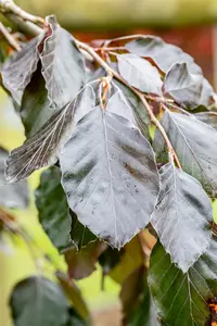 Fagus sylvatica 'Purple Fountain' - P9 - image 5