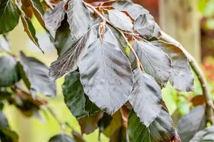 Fagus sylvatica 'Purple Fountain' - 200-250 CM FTH WHIP C25 - image 4
