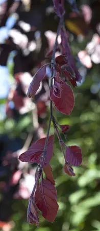 Fagus sylvatica 'Purple Fountain' - 200-250 CM FTH. WHIP C15 - image 1