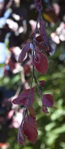Fagus sylvatica 'Purple Fountain'