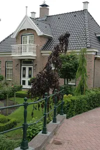 Fagus sylvatica 'Purple Fountain' - 200-250 CM FTH. WHIP C15 - image 3